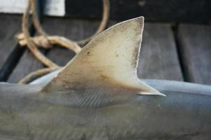 aleta de tiburón de primer plano con enfoque selectivo. un tiburón capturado por un pescador local. foto