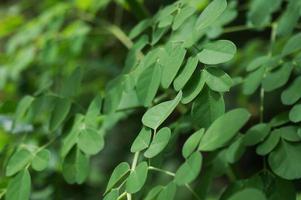 Vista de primer plano de la naturaleza de la hoja de moringa sobre fondo verde borroso con enfoque selectivo. foto