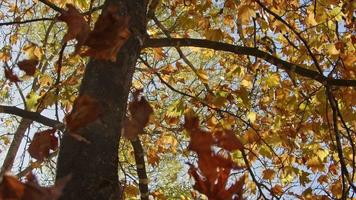 Herbstzweig mit gelben Blättern auf dem Baum, der den See überragt video