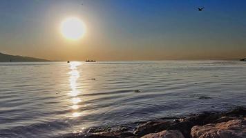 Möwenvogel fliegt über den Himmel video