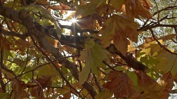 luz do sol brilhando através das folhas das árvores video