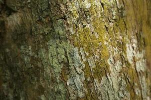 Closeup Tree Bark Texture For Background , Old Wood Tree background, Selective Focus photo