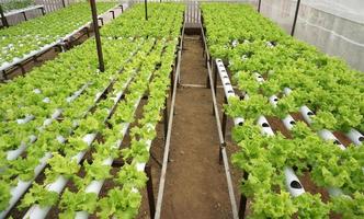 lechuga hidropónica en pipa hidropónica. granja de vegetales hidropónicos. foto