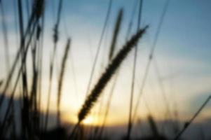 Defocused dry grass reeds stalks blowing in the wind at golden sunset light horizontal blurred, out of focus photo