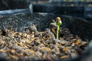 Water spinach sprouts and Germination of spinach in polybag. Selective focus. photo