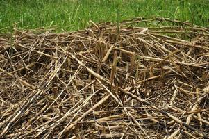 Texture reed, Natural vegetative background. photo