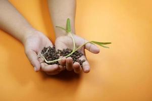 Hand holding shoots and seeds of water spinach leaves isolated on yellow background photo