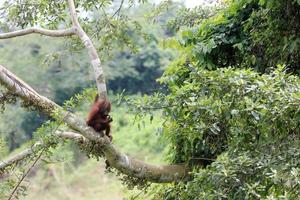 madre orangután con bebé en los árboles. ubicación en el parque nacional de kutai, kalimantan oriental, indonesia. enfoque selectivo. foto