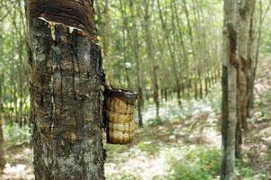 Rubber tree plantation. Milky latex extracted from rubber tree . Selective Focus. photo