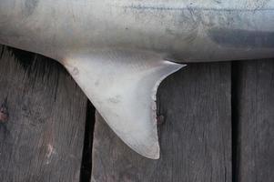 aleta de tiburón de primer plano con enfoque selectivo. un tiburón capturado por un pescador local. foto