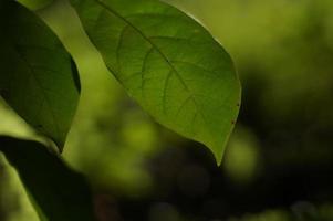 Green leaf guava detail and texture with bokeh background. photo