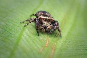 Closeup jumping spider on banana leaf background. selective focus. macro photography. photo