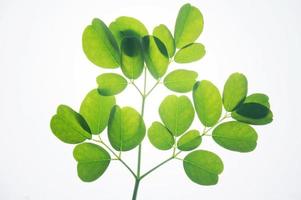 hojas de moringa aisladas sobre fondo blanco foto