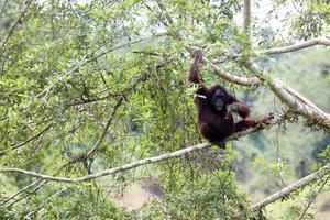 madre orangután con bebé en los árboles. ubicación en el parque nacional de kutai, kalimantan oriental, indonesia. enfoque selectivo. foto