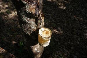 Rubber tree plantation. Milky latex extracted from rubber tree . Selective Focus. photo