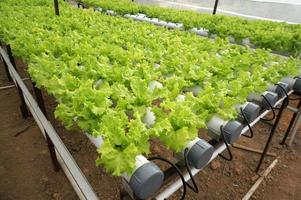 Hydroponic lettuce in hydroponic pipe. Hydroponic vegetable farm. photo