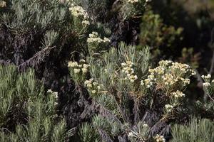 ver edelweiss desde la ruta de senderismo de la montaña merbabu. magelang, java central, indonesia. foto