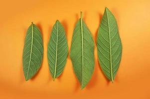 patrón de hojas de guayaba aislado sobre fondo naranja foto