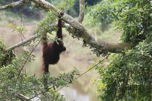 Orangutan mother with baby on the trees. Location at Kutai national park, East Kalimantan, Indonesia. Selective Focus. photo