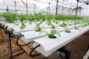 pakchoy hidropónico en pipa hidropónica. granja de vegetales hidropónicos. foto