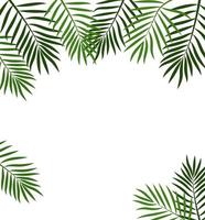 Green summer tropical background with exotic palm leaves and plants. Vector floral background.