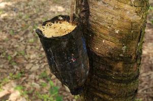 Rubber tree plantation. Milky latex extracted from rubber tree . Selective Focus. photo