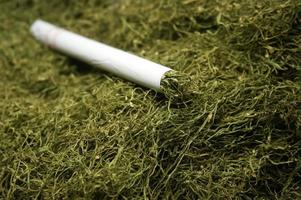 Green Gayo Tobacco. Tobacco from aceh-Indonesia. The uniqueness of this product that makes it different from other tobaccos, is the aroma and taste of smoking which is similar to marijuana. photo