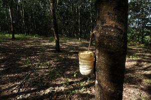 plantación de árboles de caucho. Látex lechoso extraído del árbol del caucho. enfoque selectivo. foto