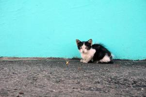Domestic kitten on tosca background photo