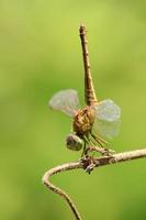 cerrar libélula con fondo borroso bokeh. enfoque selectivo y suave. fotografía macro foto