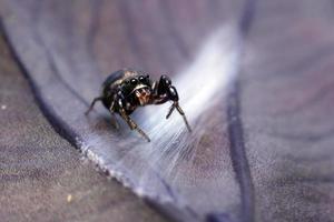 araña saltadora en el nido en hoja morada. enfoque selectivo. fotografía macro foto