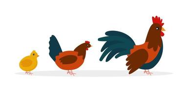 lindo gallo, gallina y pollito en estilo plano aislado sobre fondo blanco vector