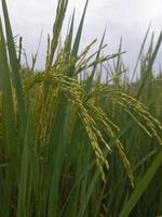 Rice plant in rice field with green background. photo