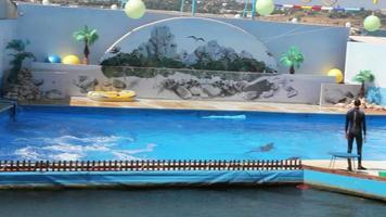 delfines en el delfinario video