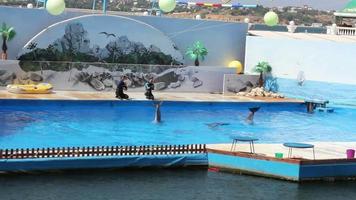 delfines en el delfinario video