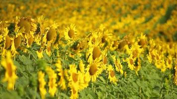 campos de girasoles en un día soleado video