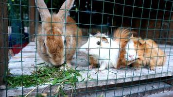 a rabbit and two small hamsters photo