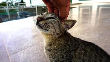 a striped cat is scratching its head by someone photo