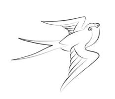 Bird Swallow vector