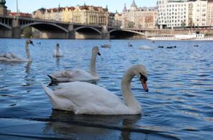 cisnes blancos con pico naranja y patos nadan en el lago al fondo del puente en praga, chequia. paisaje mágico con pájaro salvaje y reflejo en el agua. el cisne limpia sus plumas. foto