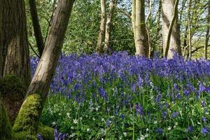 Bluebells Brightening up the Sussex Landscape photo