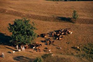 A family with a flock of sheep on a meadow photo