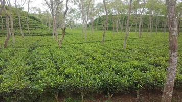 Tea Garden plantation photo