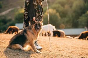 el perro se sienta con su dueño en el césped foto