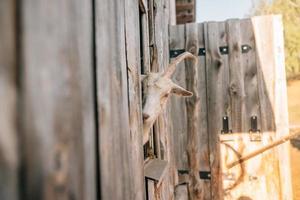 A curious goat poked its head out of the wooden pen photo
