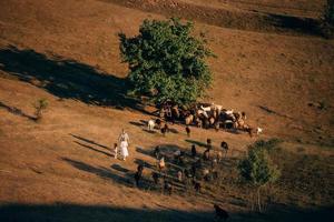 A family with a flock of sheep on a meadow photo