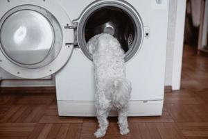 Cute little white dog looking in to washing machine. photo