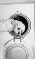 Cute little white dog looking back by washing machine. photo