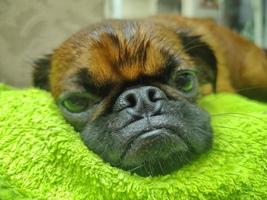 a small dog lies muzzle on a towel after washing photo