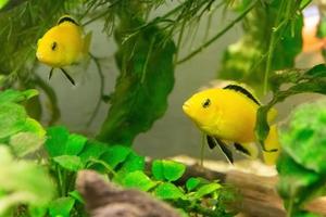 a red zebra fish in an aquarium photo